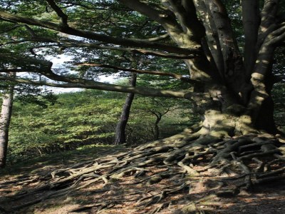 Holiday house Holiday Home in Veluwe near National Park - Environment photo 27