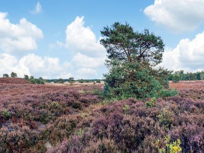 Holiday house Holiday Home in Veluwe near National Park - Environment photo 35