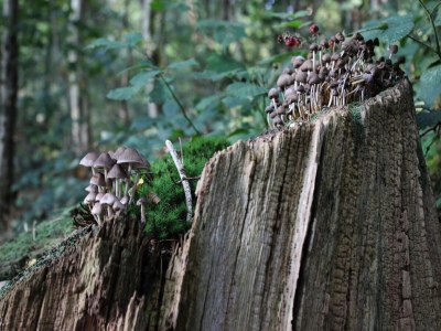Holiday house Beruhigendes Refugium in der Veluwe - Environment photo 25
