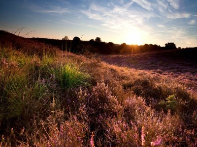 Holiday house Beruhigendes Refugium in der Veluwe - Environment photo 30
