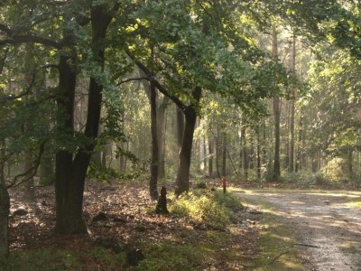 Holiday house Beruhigendes Refugium in der Veluwe - Environment photo 31