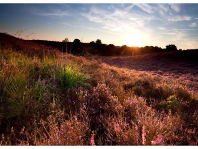Holiday house Beruhigendes Refugium in der Veluwe - Environment photo 36