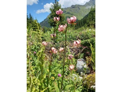 Apartment Ferienwohnung Herlinde - Outdoor photo 14