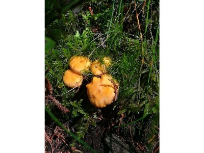 Apartment Ferienwohnung Herlinde - Outdoor photo 15