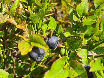 Apartment Ferienhaus, Dusche, WC, 4 oder mehr Schlafräume - Outdoor photo 15