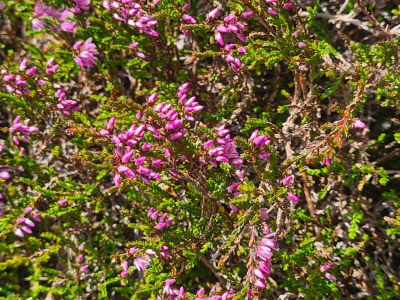 Apartment Ferienhaus, Dusche, WC, 4 oder mehr Schlafräume - Outdoor photo 19