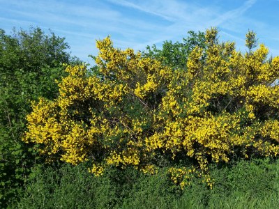 Apartment 4-Bett-Ferienhaus Dusche/WC, 2 Schlafräume - Outdoor photo 10