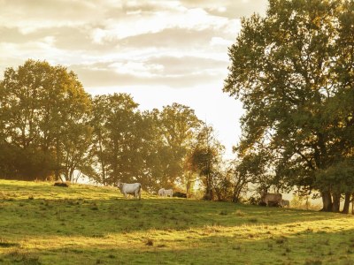 Holiday house Ferienhaus in Vitry-Laché am See - Environment photo 26