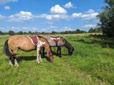 Holiday park Ferienhaus mit Garten - Environment photo 37