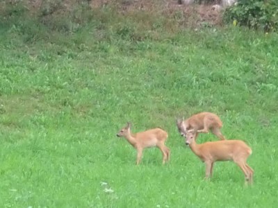 Apartment Ferienwohnung Buchenstein - Outdoor photo 17