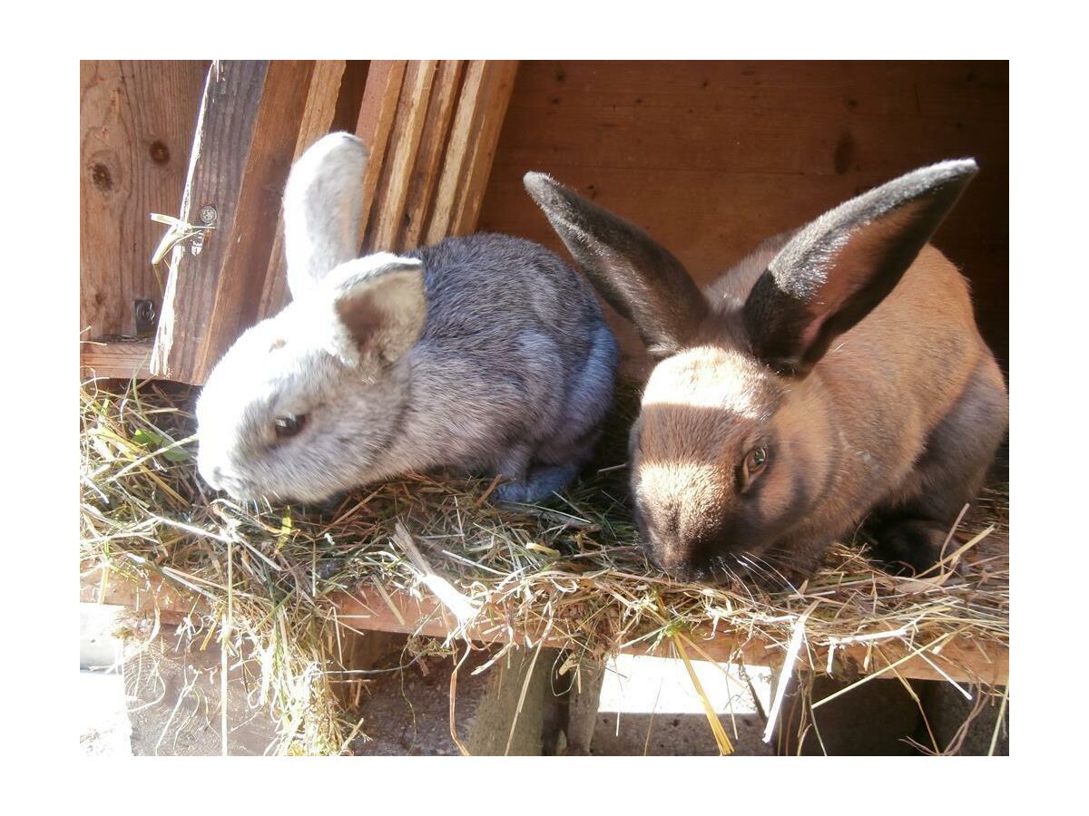 Apartment Ferienhaus "Schneiderhäusl" - Outdoor photo 3
