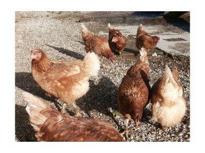 Apartment Ferienhaus "Schneiderhäusl" - Outdoor photo 4