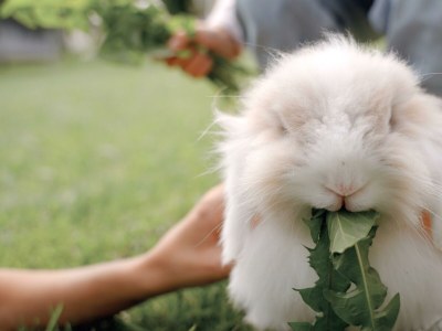 Apartment 2 Personenwohnung "Wildseeloder" - Outdoor photo 20