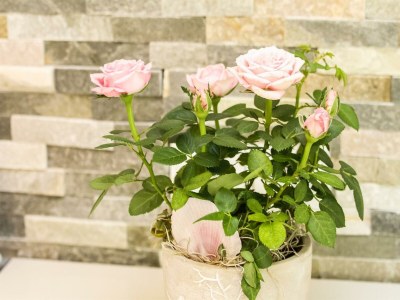 Apartment Ferienhaus, Dusche, WC, 3 Schlafräume - Features photo 51