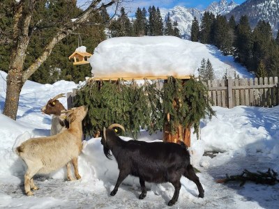 Apartment 3-5 Personenwohnung, 60 m², No.3, Heublume - Outdoor photo 27