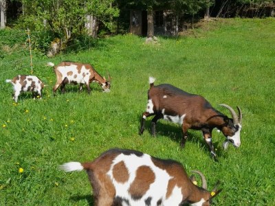 Apartment 2-Pers. Whg., 30 m², No.2, Bergfriede - Outdoor photo 19