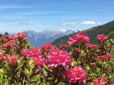 Apartment Chaletwohnung Almrose - Features photo 41