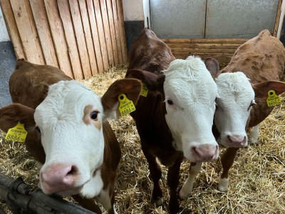 Apartment Ferienwohnung Buchensteinwand - Outdoor photo 3