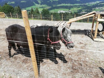 Apartment Ferienwohnung Wildseeloder Blick - Outdoor photo 12