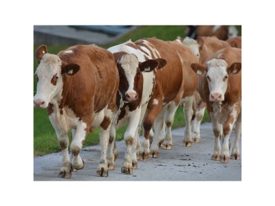 Apartment 5-Personenwohnung mit 50 m² in Fieberbrunn - Apartment