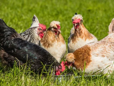 Apartment 5-Personenwohnung mit 50 m² - Outdoor photo 23