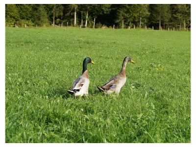 Apartment 5-Personenwohnung - Outdoor photo 7