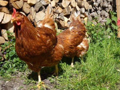 Apartment 5-Personenwohnung - Outdoor photo 8