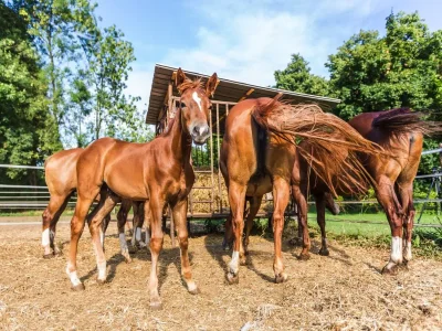 B&B Palazzo Barbò - Environment photo 20