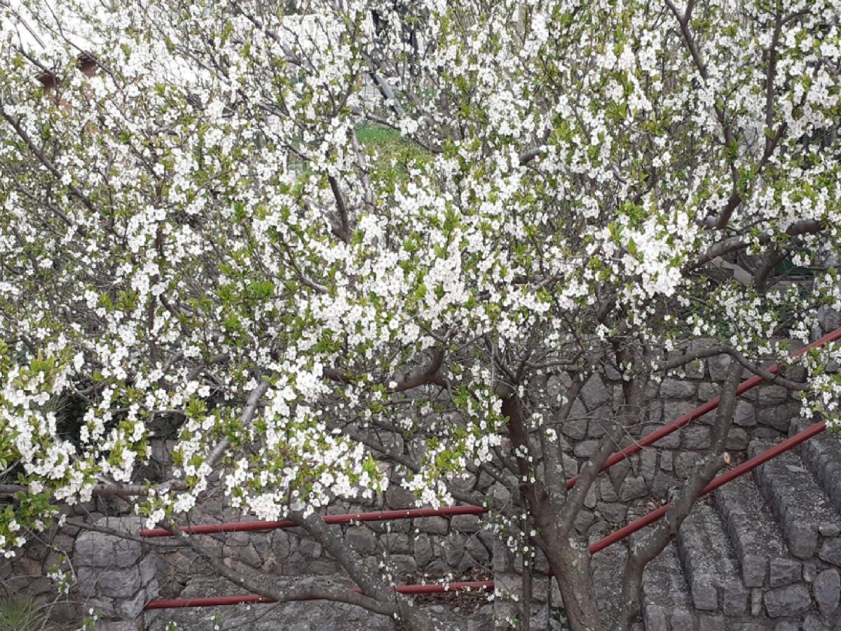 Apartment Apartments Rudi - One Bedroom Apartmen with Terrace and Sea View - Outdoor photo 2