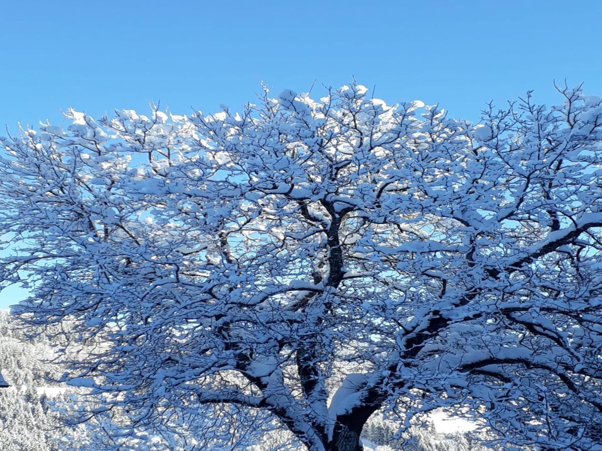 Holiday house Bauernhaus in Afritz nahe Gerlitzen - Outdoor photo 4