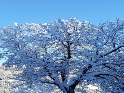 Holiday house Bauernhaus in Afritz nahe Gerlitzen - Outdoor photo 4