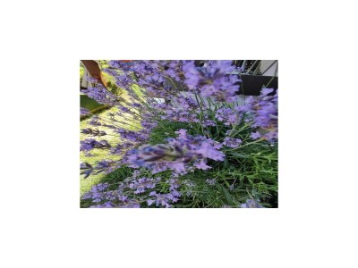 Holiday house Holiday Home Tetina Kuća - Outdoor photo 10