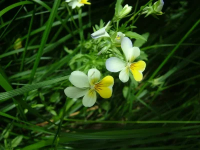 Apartment Schwarzlehen - Juval - Environment photo 25