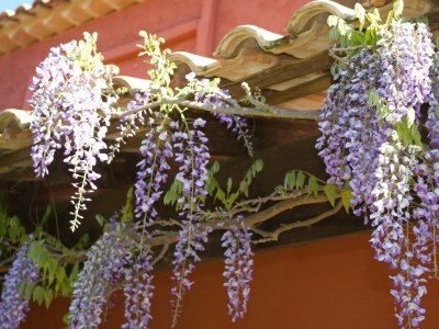 Holiday house LES VALERIANES - Environment photo 24