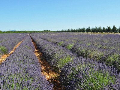 Holiday house LES VALERIANES - Outdoor photo 40