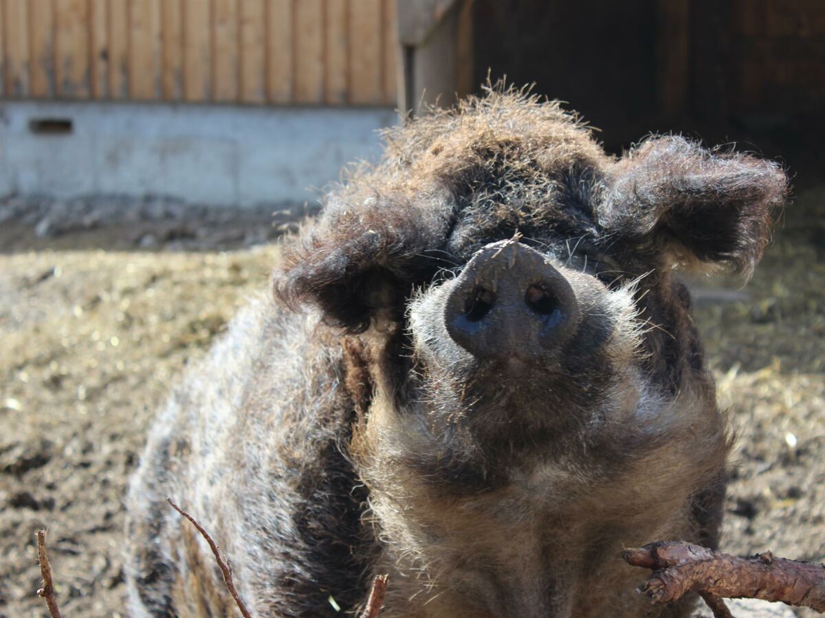 Apartment Appartement - Outdoor photo 4