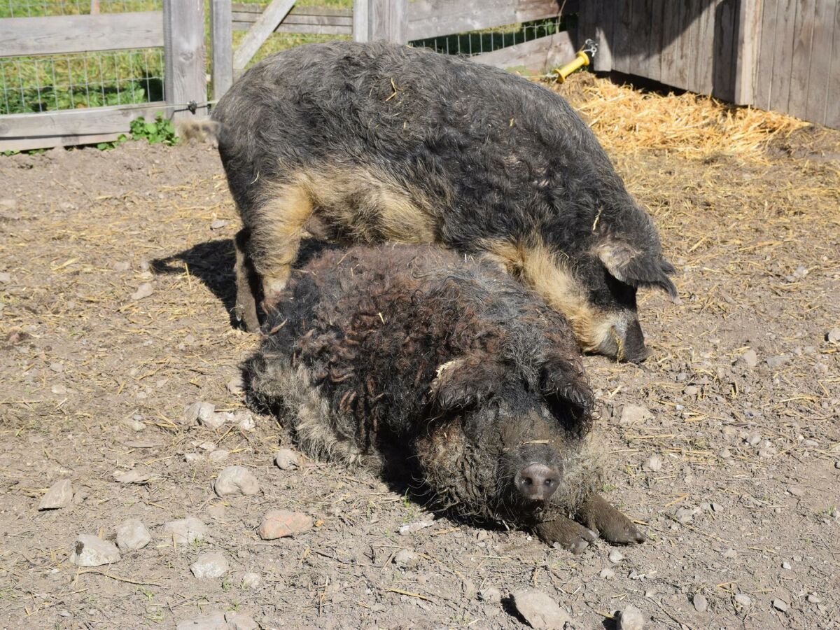 Apartment Appartement - Outdoor photo 5