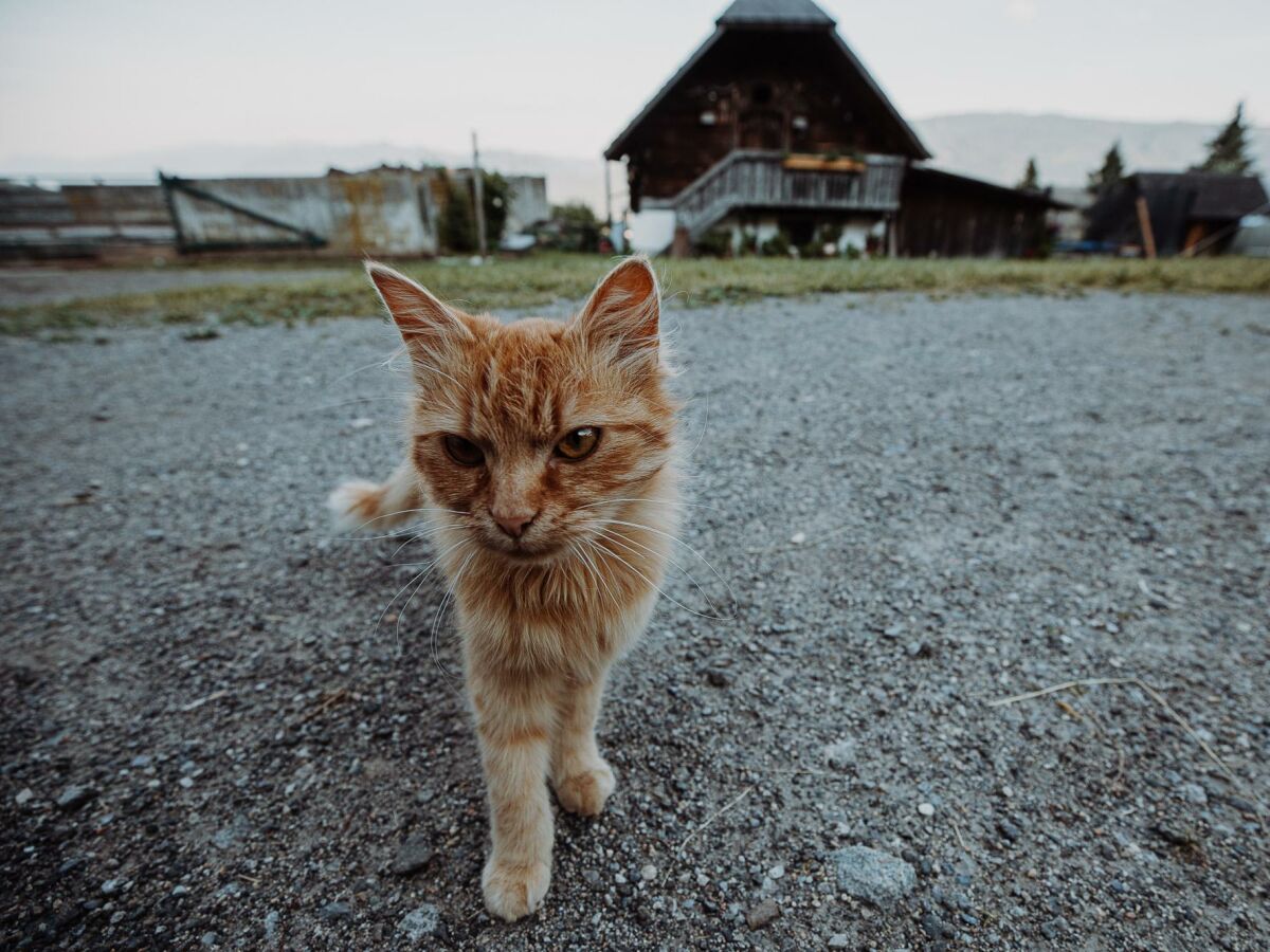 Holiday room Hauswiesenzimmer  (1-3 Nächte), mit Frühstück - Outdoor photo 5
