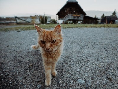 Holiday room Hauswiesenzimmer  (1-3 Nächte), mit Frühstück - Outdoor photo 5