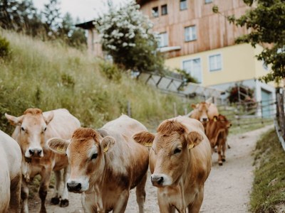 Holiday room Hauswiesenzimmer  (1-3 Nächte), mit Frühstück - Outdoor photo 15