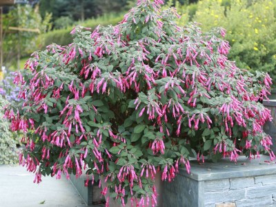 Holiday room Zimmer 2 - Outdoor photo 16