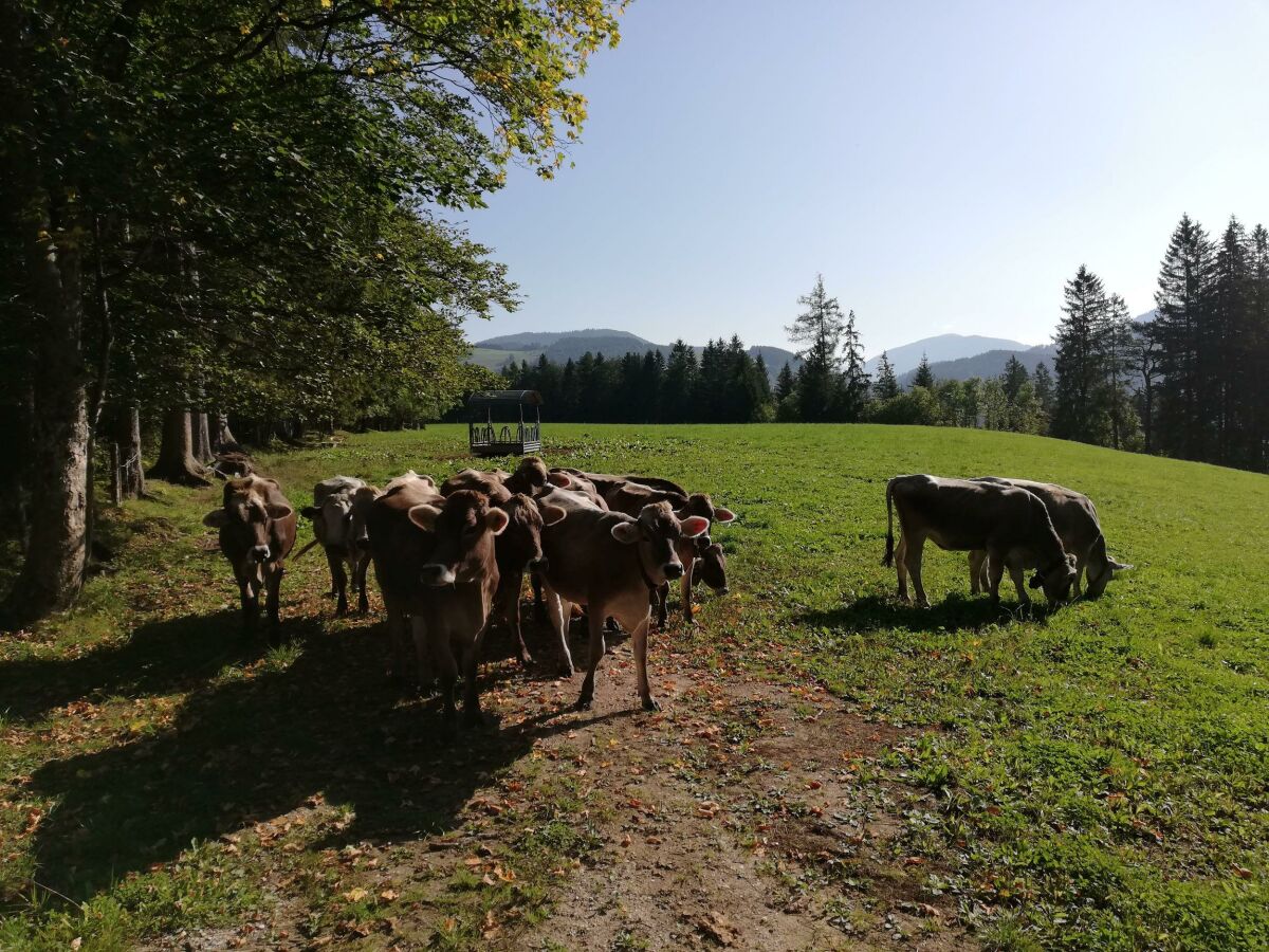 Apartment Ferienwohnung "Tribein" - Outdoor photo 5