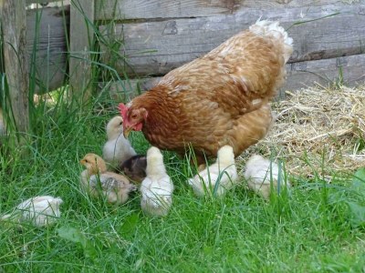 Apartment Ferienwohnung "Tribein" - Outdoor photo 4