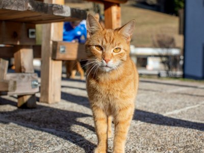Apartment Ferienwohnung "Tribein" - Outdoor photo 6