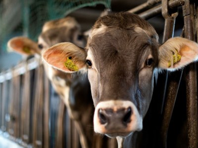 Apartment Ferienwohnung "Tribein" - Outdoor photo 7