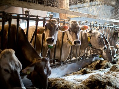 Apartment Ferienwohnung "Tribein" - Outdoor photo 8