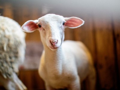 Apartment Ferienwohnung "Tribein" - Outdoor photo 9