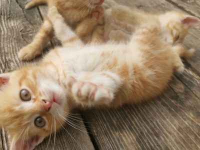 Apartment Ferienwohnung "Tribein" - Outdoor photo 11