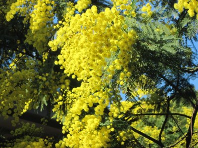 Holiday house SapimasÃ  - Environment photo 16