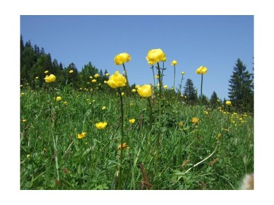 Holiday apartment Sonnleiten - Environment photo 13